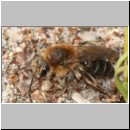 Andrena barbilabris - Sandbiene w01 11mm - es folgten ihr Nomada alboguttata.jpg